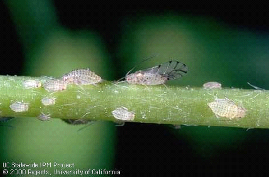 Spotted Aphids